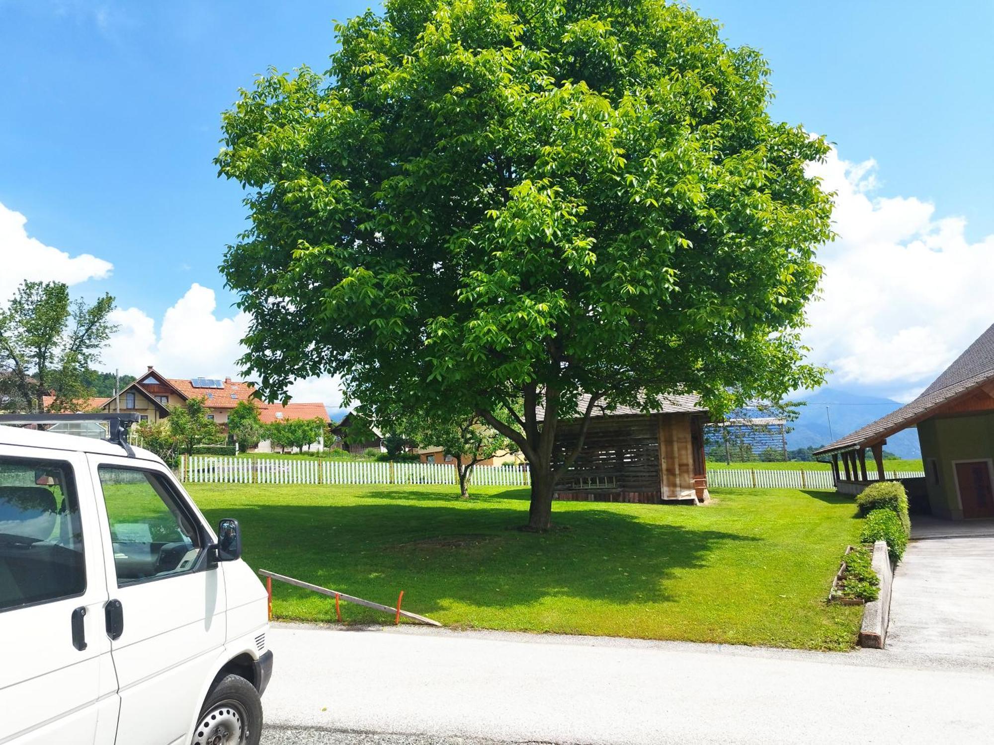 Tree Apartment Bled Exterior photo